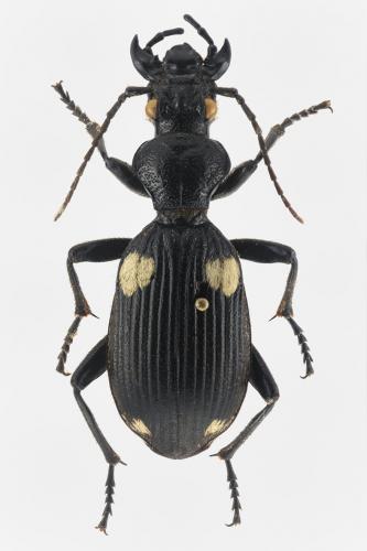 Réf. 205 440 : Anthia nimrod